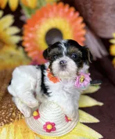  Extreme xTiny baby doll face girl , a female Shih Tzu and Yorkshire Terrier for sale in Tacoma, WA – 7 of 10
