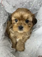 Vivian EXTREME TEDDY BEAR FACE! , a female Shih Tzu and Yorkshire Terrier for sale in Tacoma, WA – 9 of 10