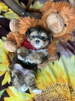 JACKS sunshine gold , a male Shorkie for sale in Tacoma, WA – 4 of 8