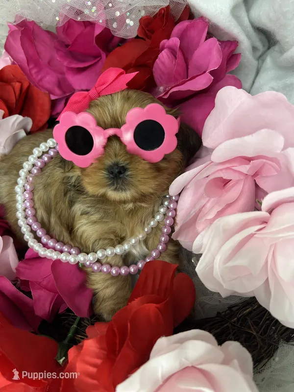 Vivian EXTREME TEDDY BEAR FACE!  – Shih Tzu, Yorkshire Terrier puppy for sale in Tacoma, WA
