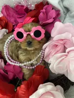 Vivian EXTREME TEDDY BEAR FACE! , a female Shih Tzu and Yorkshire Terrier for sale in Tacoma, WA – 2 of 10