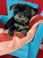 Xxxtiny Tommy shorkie boy , a male Shih Tzu and Yorkshire Terrier for sale in Tacoma, WA – 6 of 10