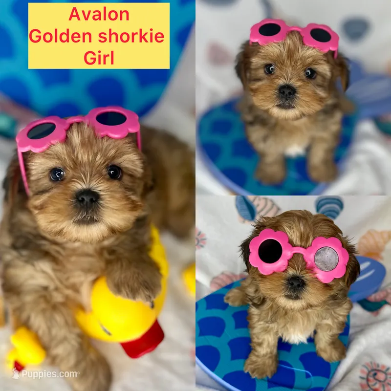 Avalon The sweetest baby doll face ever!  – Shih Tzu, Yorkshire Terrier puppy for sale in Tacoma, WA