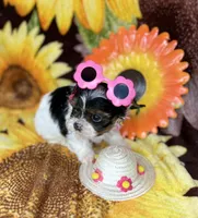  Extreme xTiny baby doll face girl , a female Shih Tzu and Yorkshire Terrier for sale in Tacoma, WA – 6 of 10