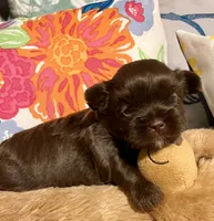 TOOTSIE CHOCOLATE SHORKIE , a female Shih Tzu and Yorkshire Terrier for sale in Tacoma, WA – 6 of 6
