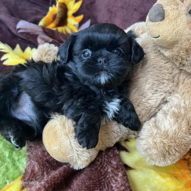 Loki small boy price reduction  – Shih Tzu, Yorkshire Terrier puppy for sale in Tacoma, WA