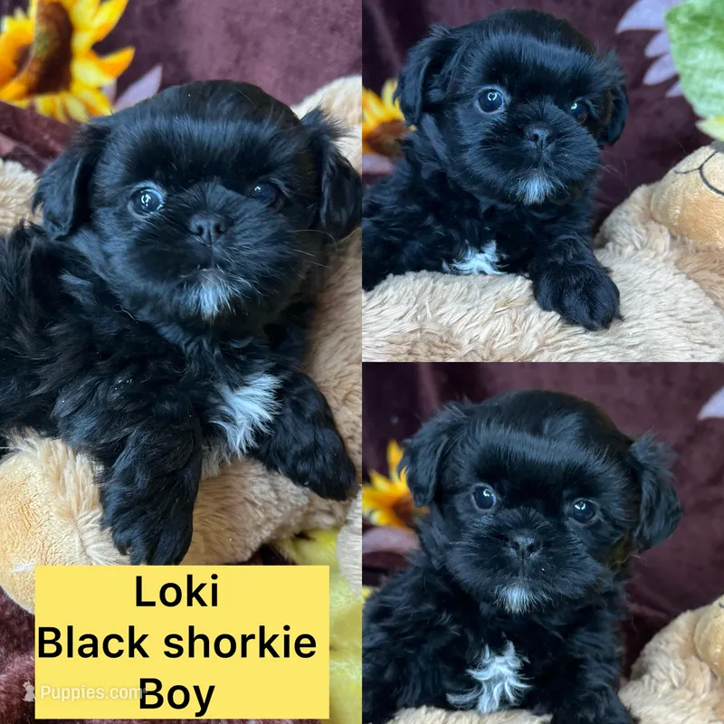 Loki small boy  – Shih Tzu, Yorkshire Terrier puppy for sale in Tacoma, WA