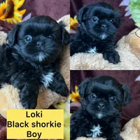 Loki small boy , a male Shih Tzu and Yorkshire Terrier for sale in Tacoma, WA – Photo 1 of 4