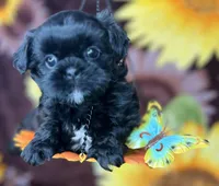 Loki small boy , a male Shih Tzu and Yorkshire Terrier for sale in Tacoma, WA – Photo 2 of 4