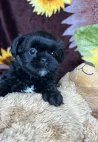 Loki small boy , a male Shih Tzu and Yorkshire Terrier for sale in Tacoma, WA – Photo 3 of 4