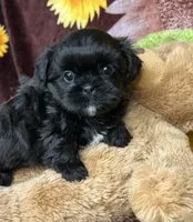 Loki small boy price reduction , a male Shih Tzu and Yorkshire Terrier for sale in Tacoma, WA – Photo 5 of 9