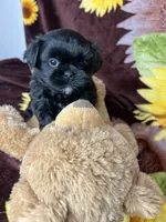 Loki small boy price reduction , a male Shih Tzu and Yorkshire Terrier for sale in Tacoma, WA – Photo 9 of 9
