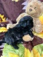 Loki small boy price reduction , a male Shih Tzu and Yorkshire Terrier for sale in Tacoma, WA – Photo 8 of 9