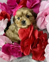 Vivian EXTREME TEDDY BEAR FACE! , a female Shih Tzu and Yorkshire Terrier for sale in Tacoma, WA – 7 of 10
