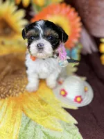  Extreme xTiny baby doll face girl , a female Shih Tzu and Yorkshire Terrier for sale in Tacoma, WA – 8 of 10