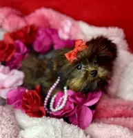 Tiny Lucy ready now! Tiny shorkie girl , a female Shih Tzu and Yorkshire Terrier for sale in Tacoma, WA – 2 of 10