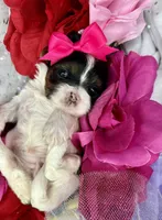 Tiny Abbey Extreme baby doll face shorkie , a female Shih Tzu and Yorkshire Terrier for sale in Tacoma, WA – Photo 3 of 6
