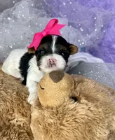 Tiny Abbey Extreme baby doll face shorkie , a female Shih Tzu and Yorkshire Terrier for sale in Tacoma, WA – Photo 4 of 6