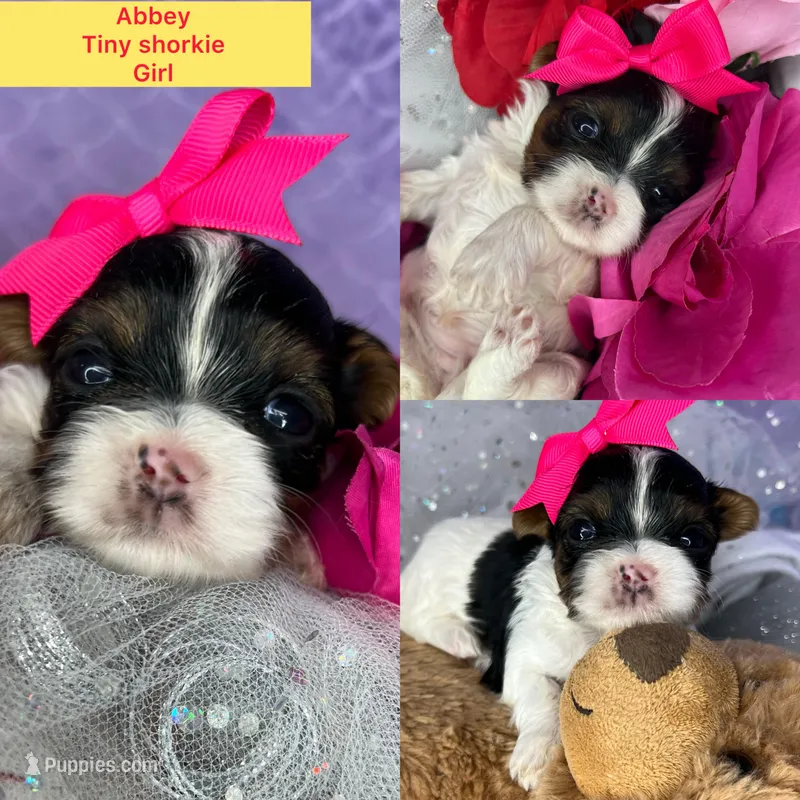 Tiny Abbey Extreme baby doll face shorkie  – Shih Tzu, Yorkshire Terrier puppy for sale in Tacoma, WA