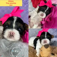Tiny Abbey Extreme baby doll face shorkie , a female Shih Tzu and Yorkshire Terrier for sale in Tacoma, WA – Photo 1 of 6
