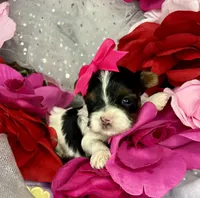 Tiny Abbey Extreme baby doll face shorkie , a female Shih Tzu and Yorkshire Terrier for sale in Tacoma, WA – Photo 6 of 6