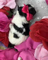 Tiny Abbey Extreme baby doll face shorkie , a female Shih Tzu and Yorkshire Terrier for sale in Tacoma, WA – Photo 5 of 6