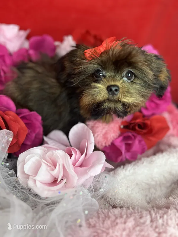 Tiny Lucy ready now! Tiny shorkie girl  – Shih Tzu, Yorkshire Terrier puppy for sale in Tacoma, WA