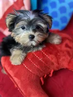 Tiny Timmy Extreme teddy bear face shorkie , a male Shih Tzu and Yorkshire Terrier for sale in Tacoma, WA – 6 of 9