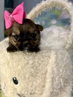 Nyla Shorkie girlie , a female Shih Tzu and Yorkshire Terrier for sale in Tacoma, WA – Photo 5 of 6