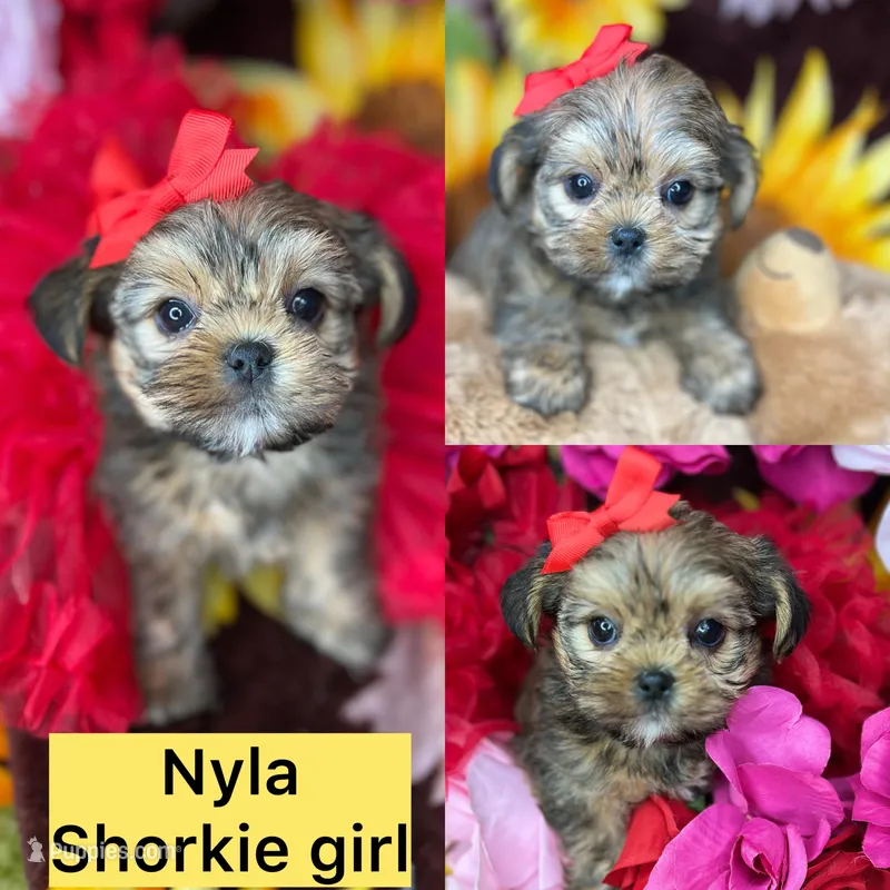 Nyla Shorkie girlie  – Shih Tzu, Yorkshire Terrier puppy for sale in Tacoma, WA