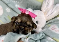 Nyla Shorkie girlie , a female Shih Tzu and Yorkshire Terrier for sale in Tacoma, WA – Photo 2 of 6