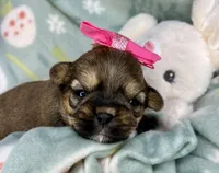 Nyla Shorkie girlie , a female Shih Tzu and Yorkshire Terrier for sale in Tacoma, WA – Photo 1 of 6