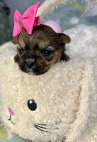 Nyla Shorkie girlie , a female Shih Tzu and Yorkshire Terrier for sale in Tacoma, WA – Photo 4 of 6