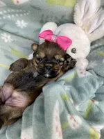 Nyla Shorkie girlie , a female Shih Tzu and Yorkshire Terrier for sale in Tacoma, WA – Photo 3 of 6