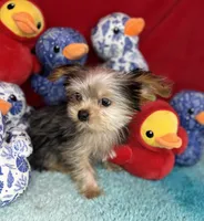 Joey ready now  Merle Shorkie sweetheart , a male Yorkshire Terrier for sale in Tacoma, WA – 4 of 6