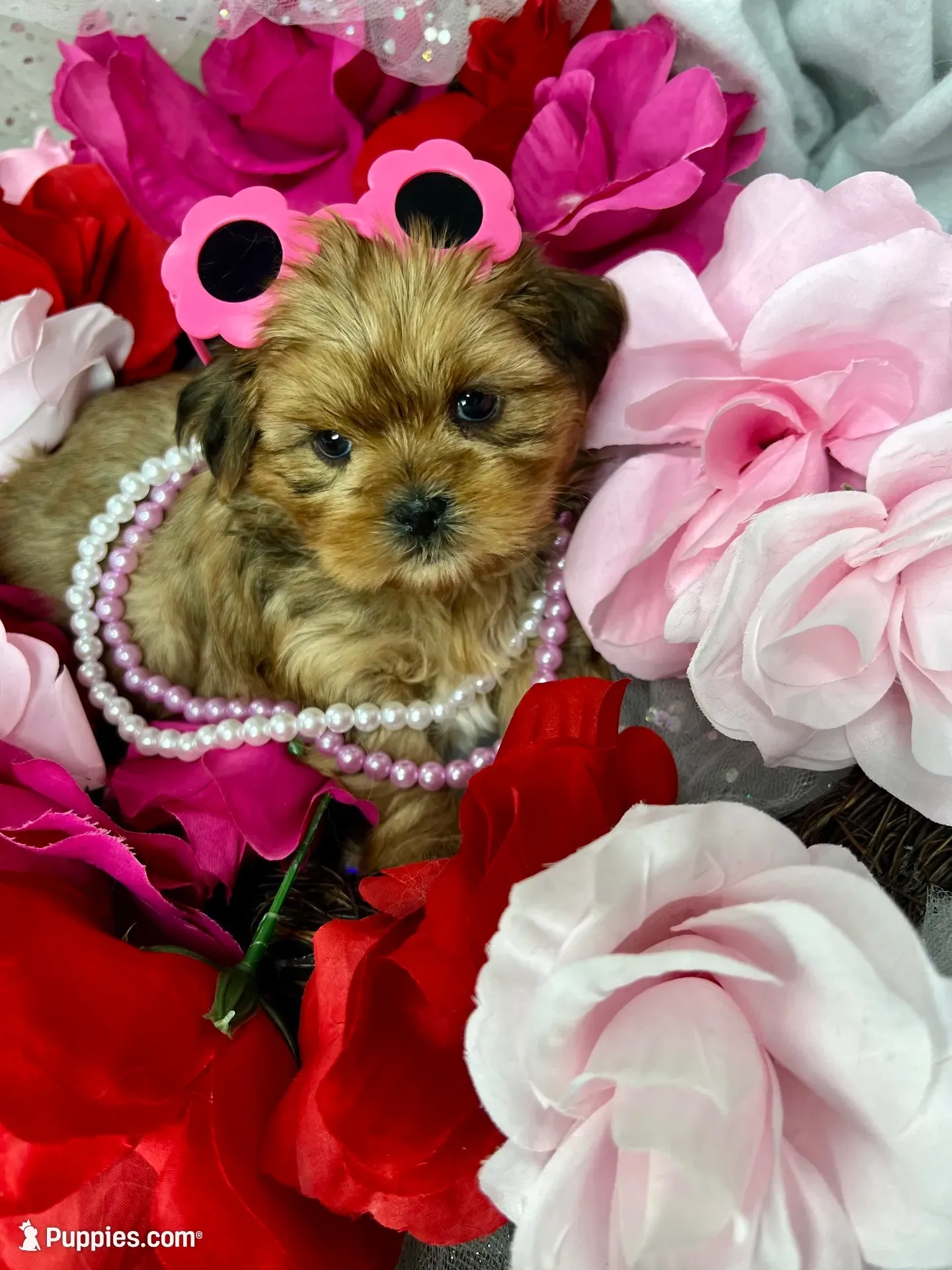 Vivian vet check fecal test ready now! , a female Shih Tzu and Yorkshire Terrier for sale in Tacoma, WA – 2 of 10