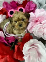 Vivian EXTREME TEDDY BEAR FACE! , a female Shih Tzu and Yorkshire Terrier for sale in Tacoma, WA – 3 of 10