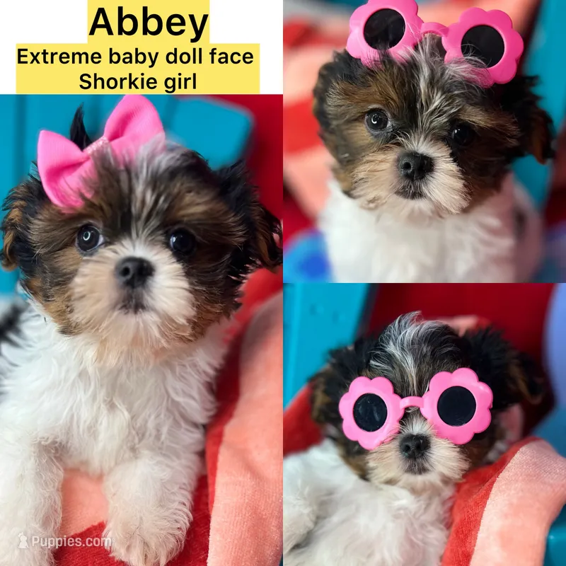 Abbey EXTREME BABY DOLL FACE! Ready now – Shih Tzu, Yorkshire Terrier puppy for sale in Tacoma, WA