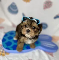 Hank extreme teddy bear face! , a male Shorkie for sale in Tacoma, WA – 9 of 10