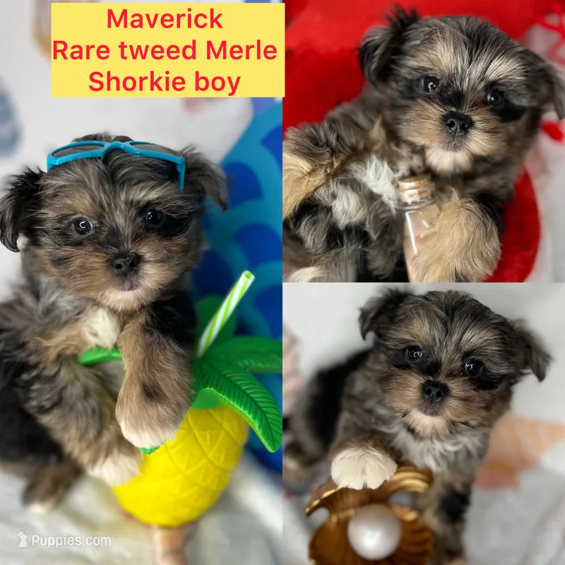 Maverick  Merle teddy bear face  – Shih Tzu, Yorkshire Terrier puppy for sale in Tacoma, WA