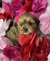 Vivian EXTREME TEDDY BEAR FACE! , a female Shih Tzu and Yorkshire Terrier for sale in Tacoma, WA – 5 of 10
