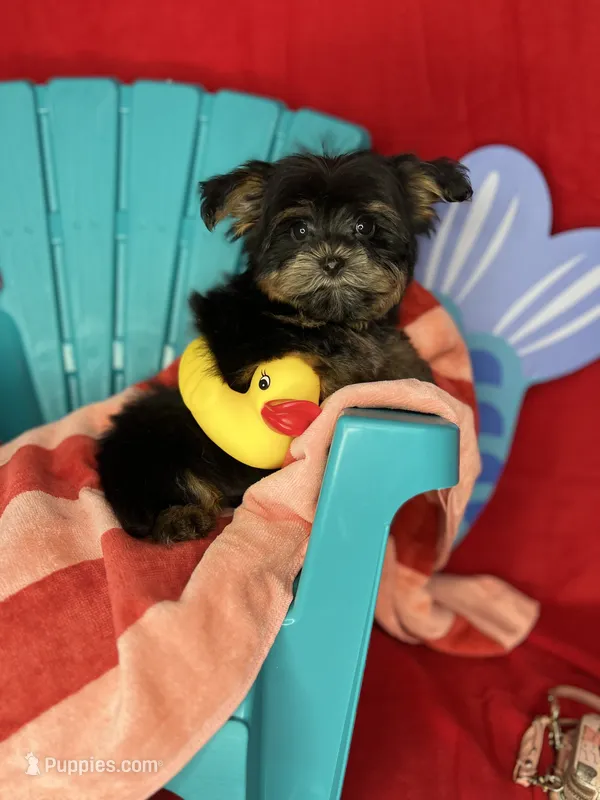 Xxxtiny Tommy shorkie boy  – Shih Tzu, Yorkshire Terrier puppy for sale in Tacoma, WA