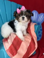 Abbey EXTREME BABY DOLL FACE! Ready now, a female Shih Tzu and Yorkshire Terrier for sale in Tacoma, WA – 8 of 10