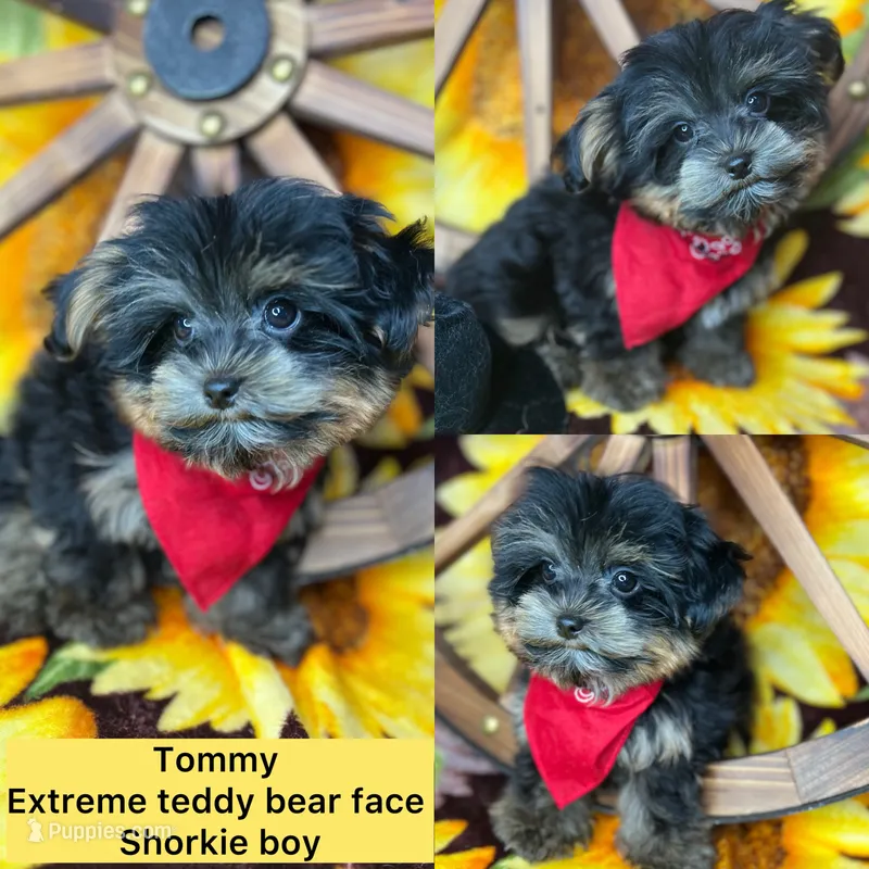 Extreme teddy bear face! Vet checked ready now  – Shih Tzu, Yorkshire Terrier puppy for sale in Tacoma, WA