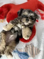 Maverick  vet check fecal test ready now! , a male Shih Tzu and Yorkshire Terrier for sale in Tacoma, WA – 4 of 10