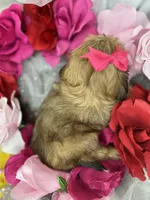 Vivian EXTREME TEDDY BEAR FACE! , a female Shih Tzu and Yorkshire Terrier for sale in Tacoma, WA – 6 of 10