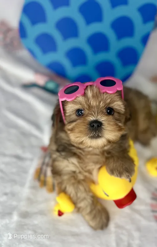 Avalon The sweetest baby doll face ever!  – Shih Tzu, Yorkshire Terrier puppy for sale in Tacoma, WA