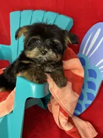 Xxxtiny Tommy shorkie boy , a male Shih Tzu and Yorkshire Terrier for sale in Tacoma, WA – 9 of 10