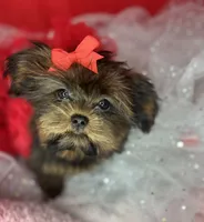 Tiny Lucy ready now! Tiny shorkie girl , a female Shih Tzu and Yorkshire Terrier for sale in Tacoma, WA – 6 of 10