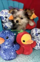 Joey ready now  Merle Shorkie sweetheart , a male Yorkshire Terrier for sale in Tacoma, WA – 2 of 6